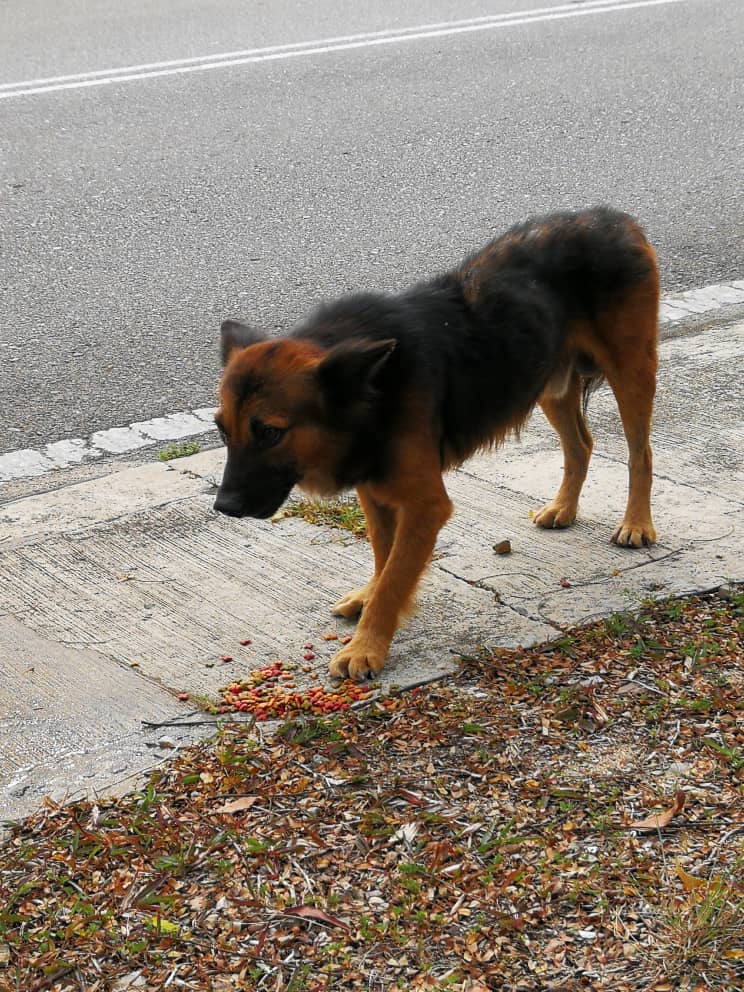 Feeding A Stray