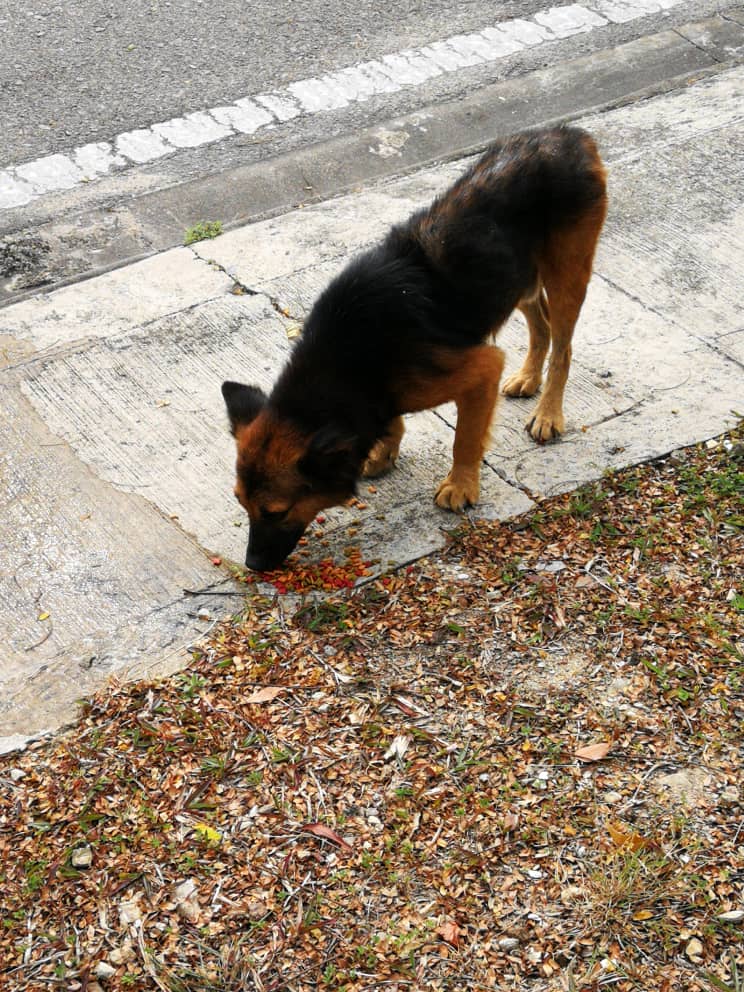 Feeding A Stray