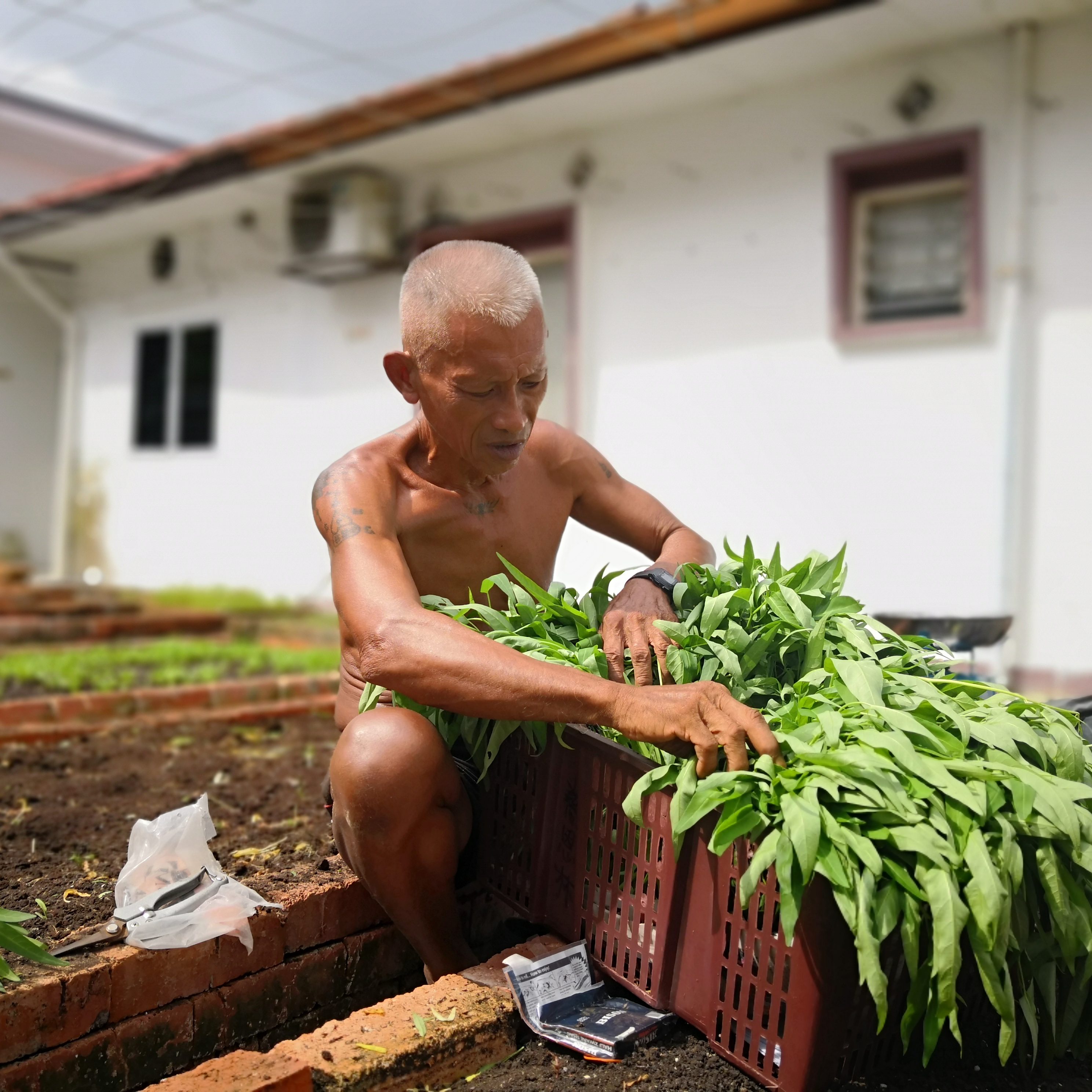 Vegetable Garden For the Community
